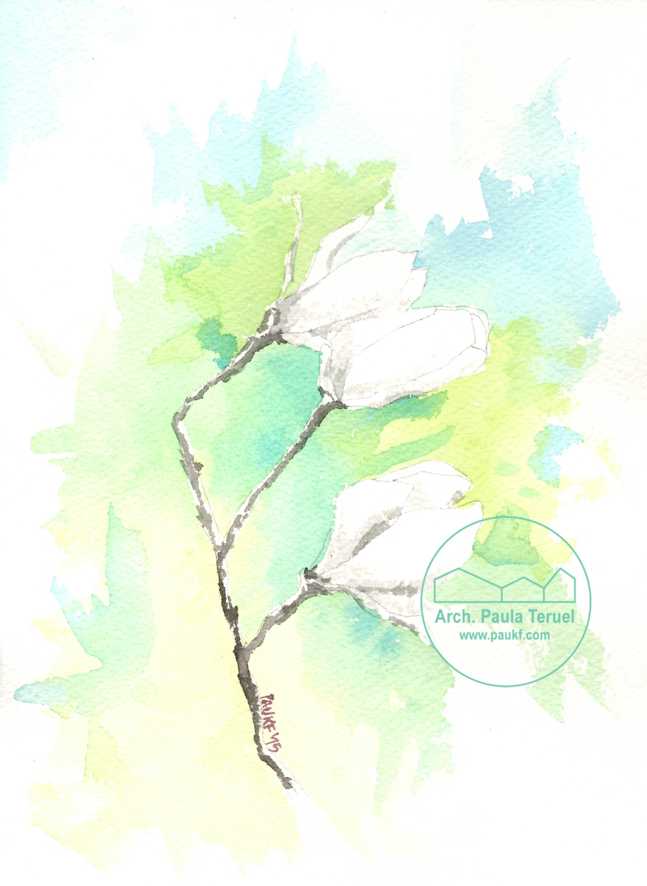 magnolia flor flores paukf pkf watercolor dibujo ilustración acuarela