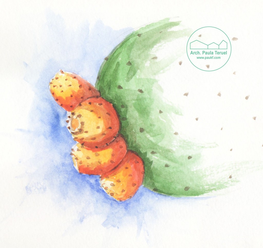 CHUMBERA FICO INDIA FILICUDI WATERCOLOUR ILLUSTRATION ILLUSTRAZIONE BY PAUKF